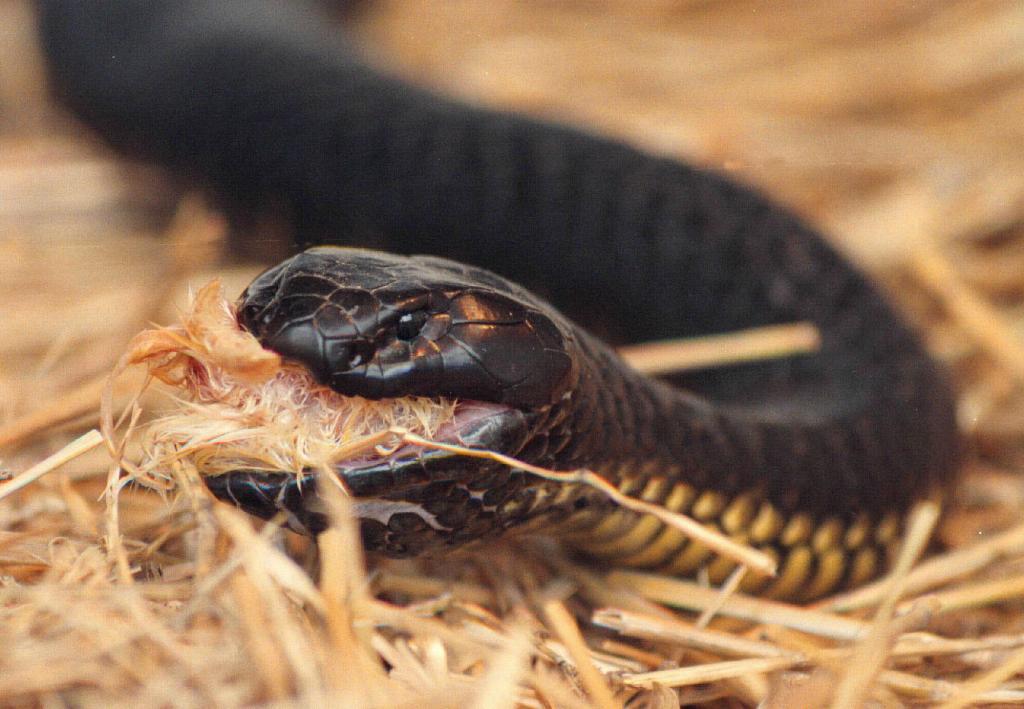 A tiger snake.