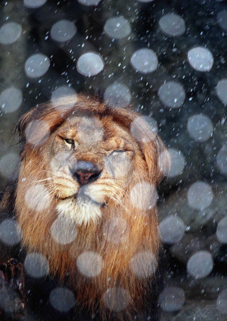 Borus the lion at the Dallas Zoo