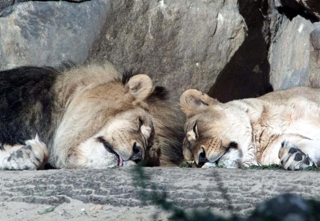 A pair of lions sleeps at the Berlin Zoo.