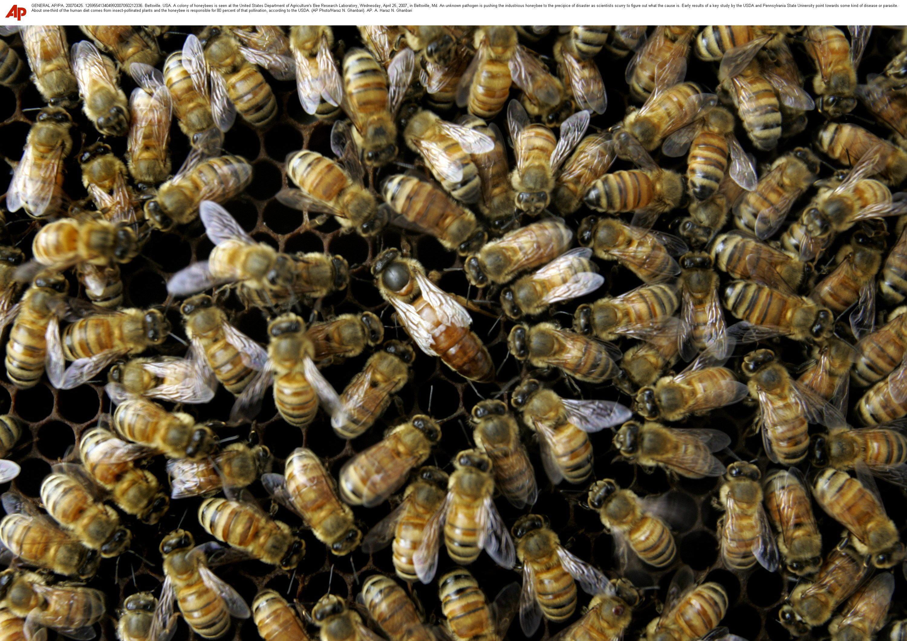 A colony of honeybees.