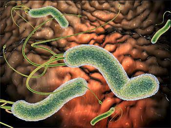 Bacterium helicobacter pylori.