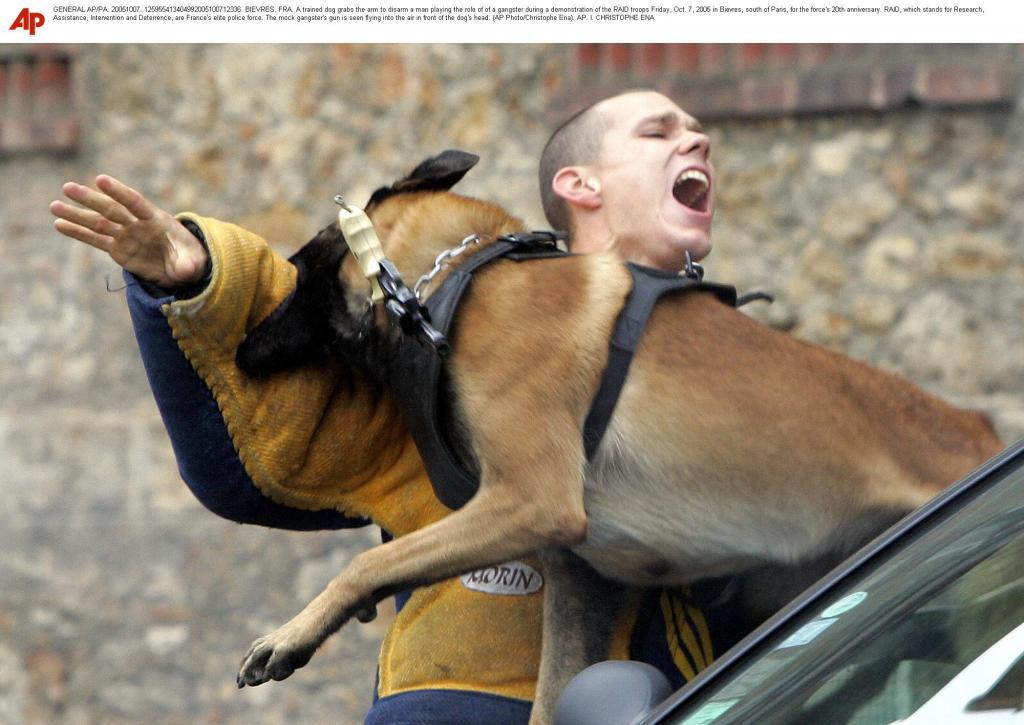 A trained dog grabs the arm to disarm a man.