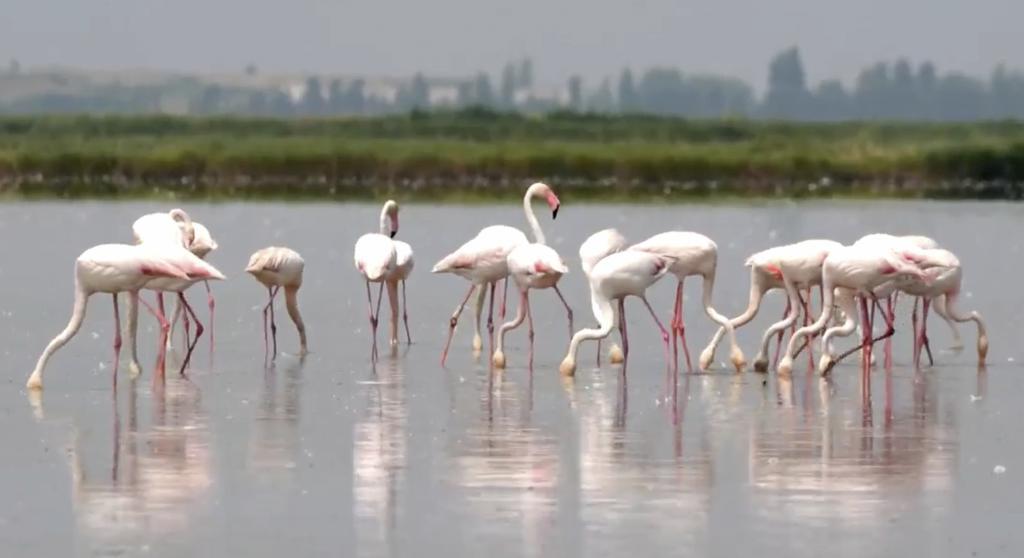 A flock of Flamingos is seen in a flooded field that produce rice for risotto, in Jolanda Di Savoia