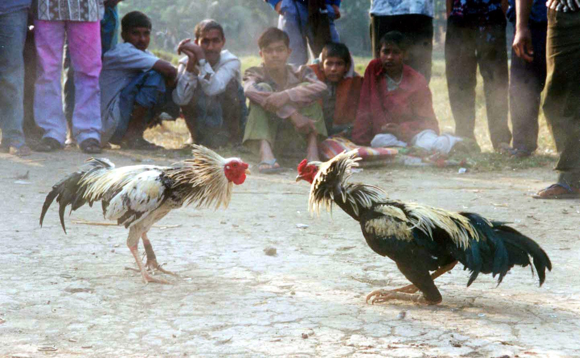 Two roosters facing each other during a fight.