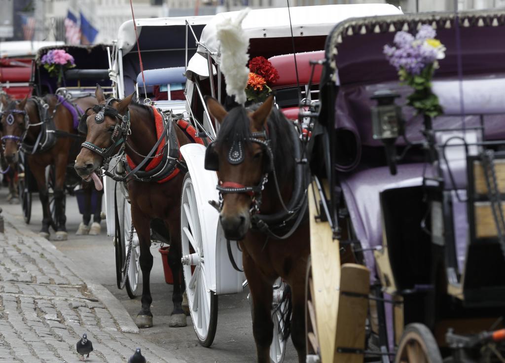 Horses and carriages, near Central Park.