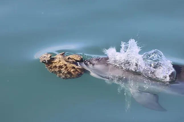 A dolphin with a sponge on its snout for hunting.