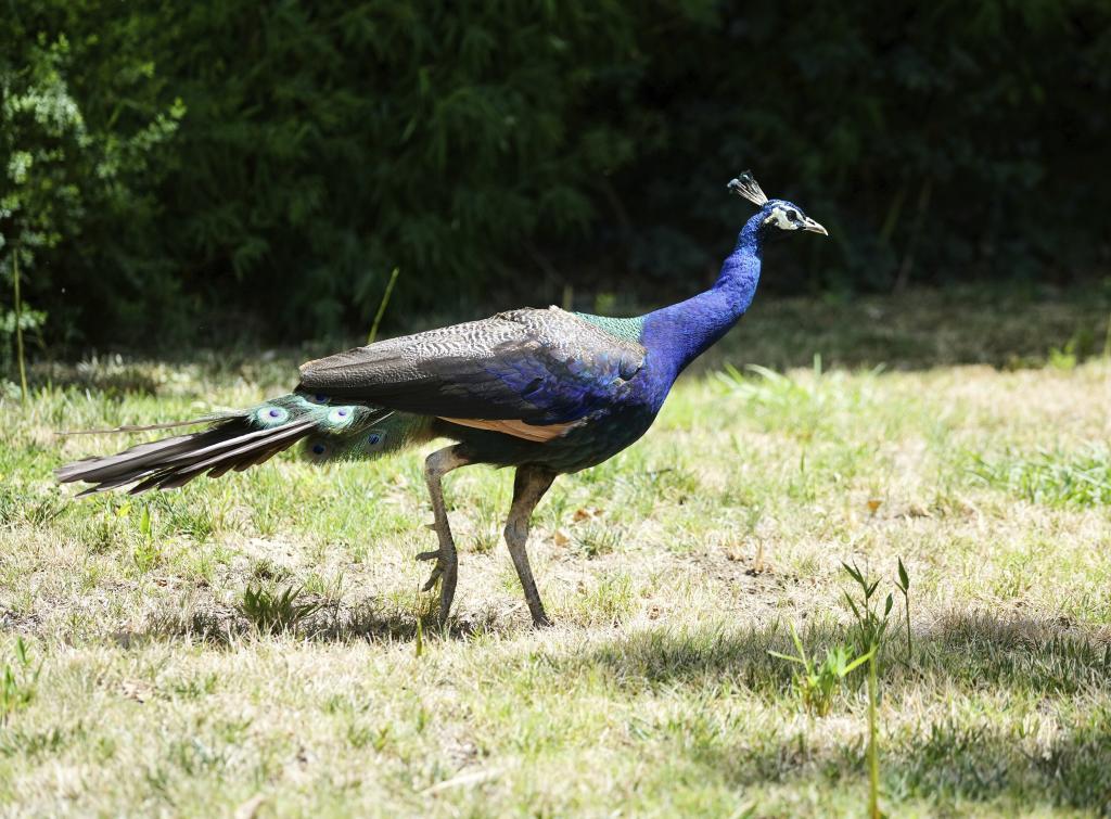 A peacock in the gardens of the Ryde Hotel.