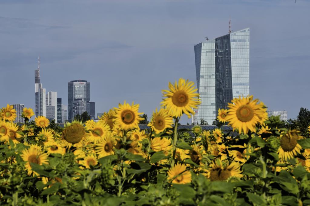 A field near the European Central Bank in Frankfurt.