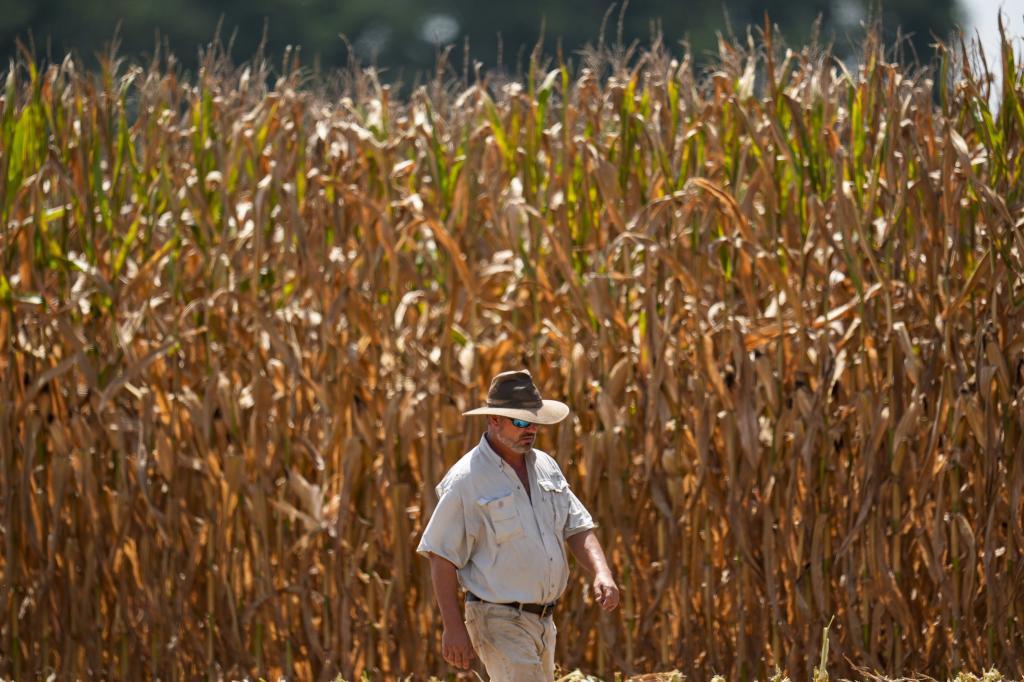 A farmer walks along his rows of seed corn during harvest in temperatures.