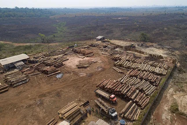 Logs at a sawmill in a deforested area near Porto Velho, Brazil.
