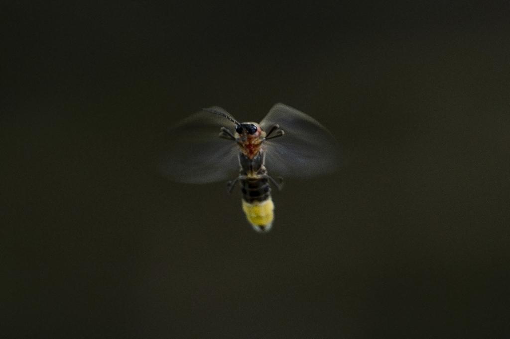 A firefly.