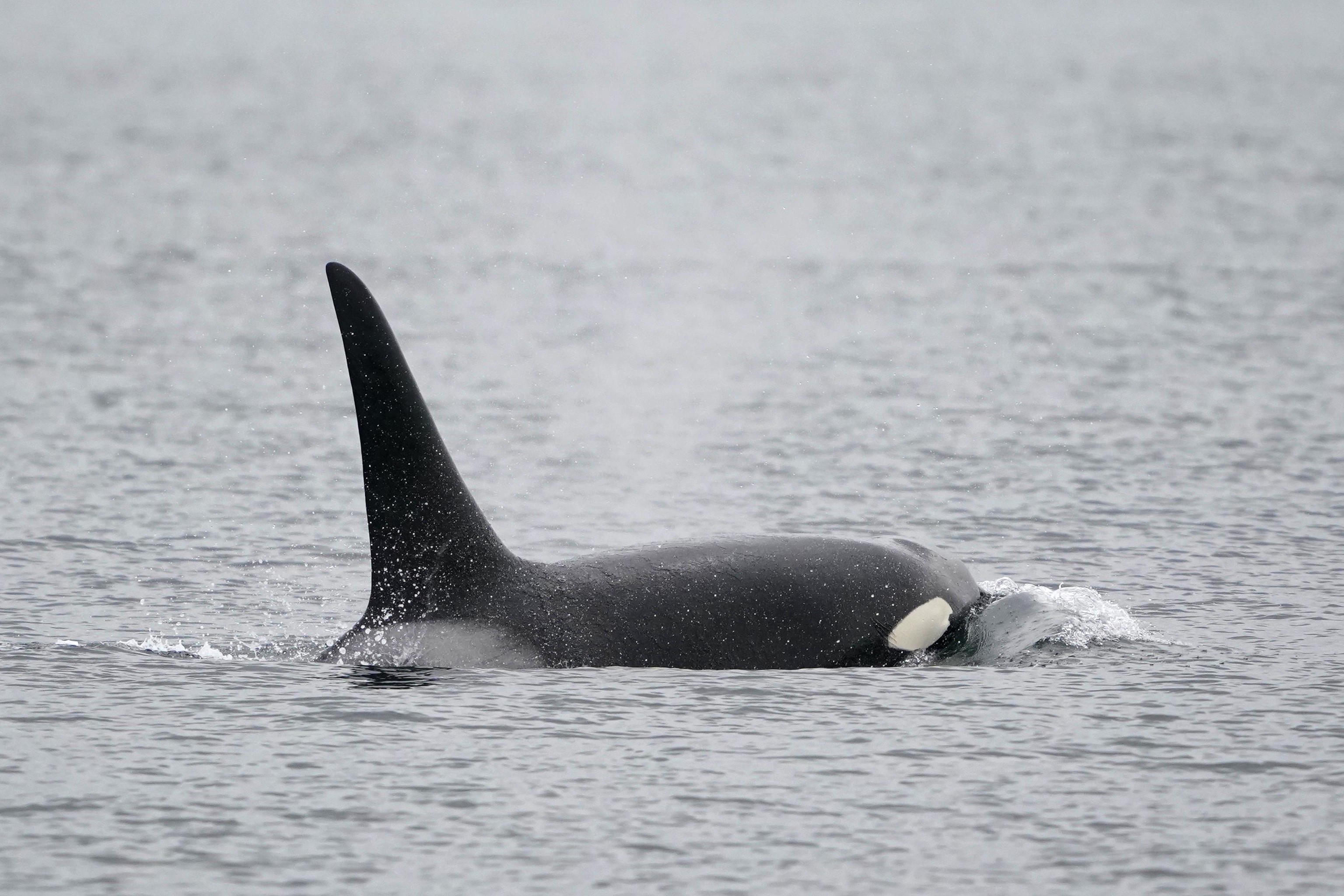 A minke whale died off the New Jersey shore.