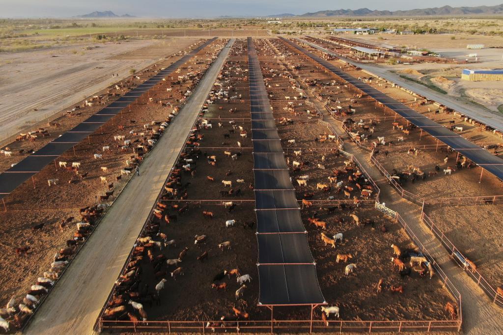 Cattle feed at a ranch that exports livestock to the U.S., in Zamora