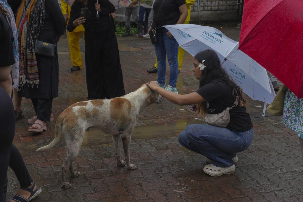 An activist attends to a stray dog in Mumbai.