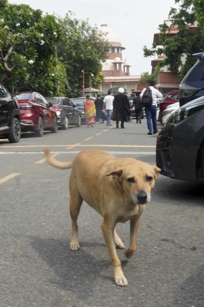 A stray dog roams in the outer compound of the Supreme Court of India