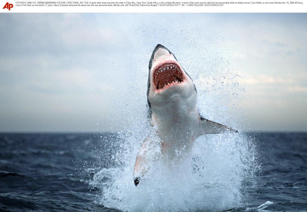 A great white shark in the seas of South Africa.