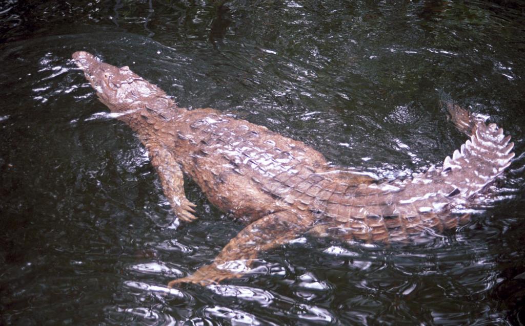Image of a crocodile on a safari near Kingston.