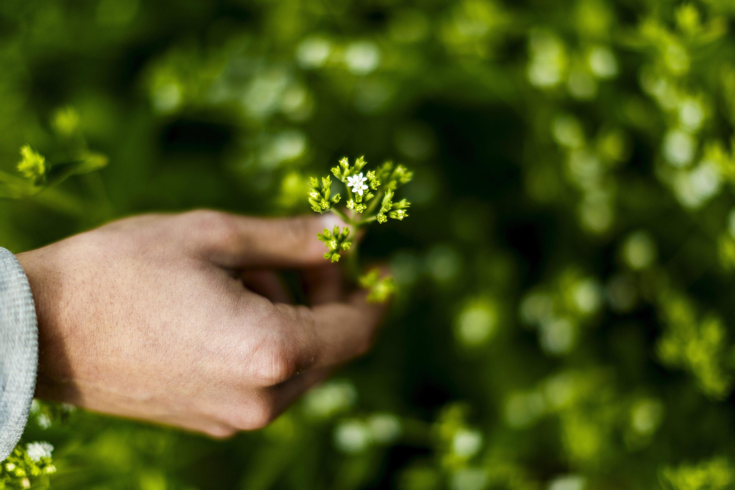 Stevia cultivation, a shrub native to Paraguay.
