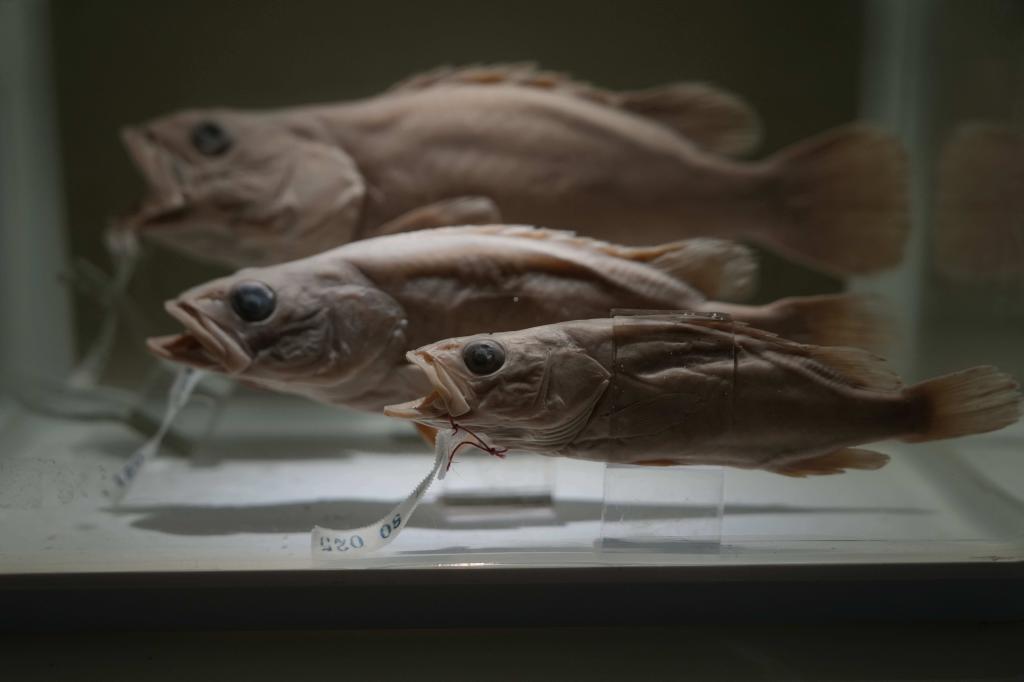Specimens of the aquatic life forms found in the Yangtze River