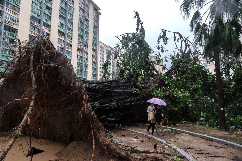 n uprooted tree blocks a path in the Ho Man Tin area, as super typhoon Ragasa approaches in Hong Kong