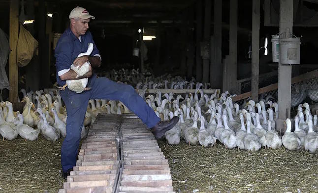 A worker on a U.S. poultry farm.