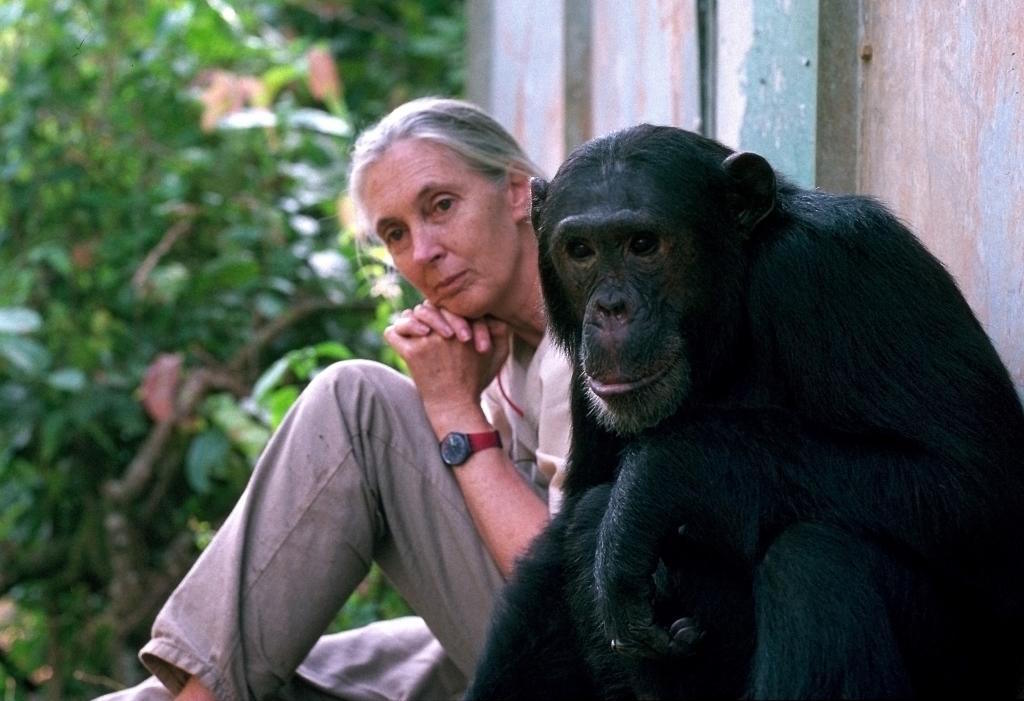 Dr. Jane Goodall with chimpanzee in Tanzania.