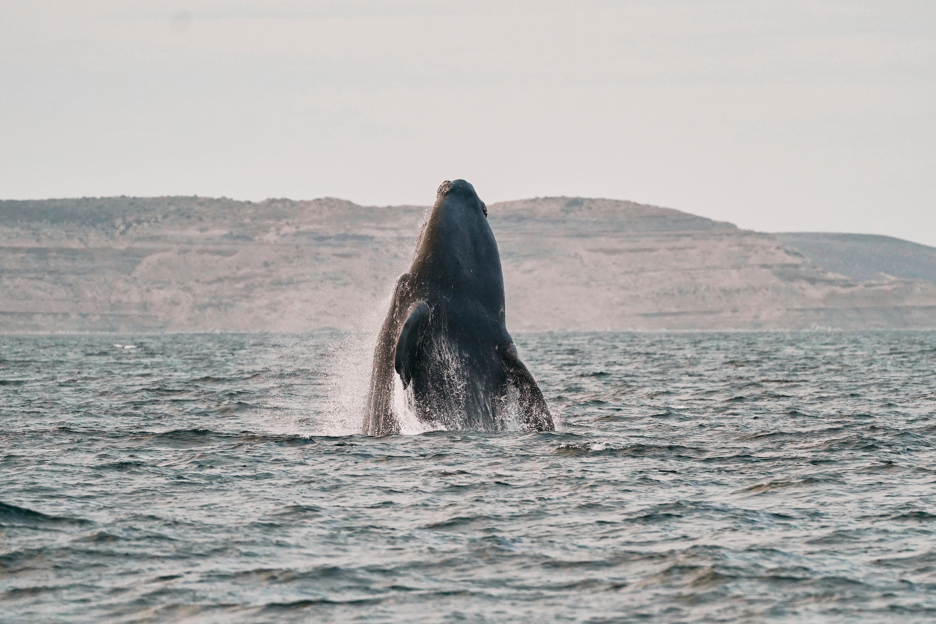 A Southern Right Whale breaches off the coast of Puerto Piramides, Argentina.