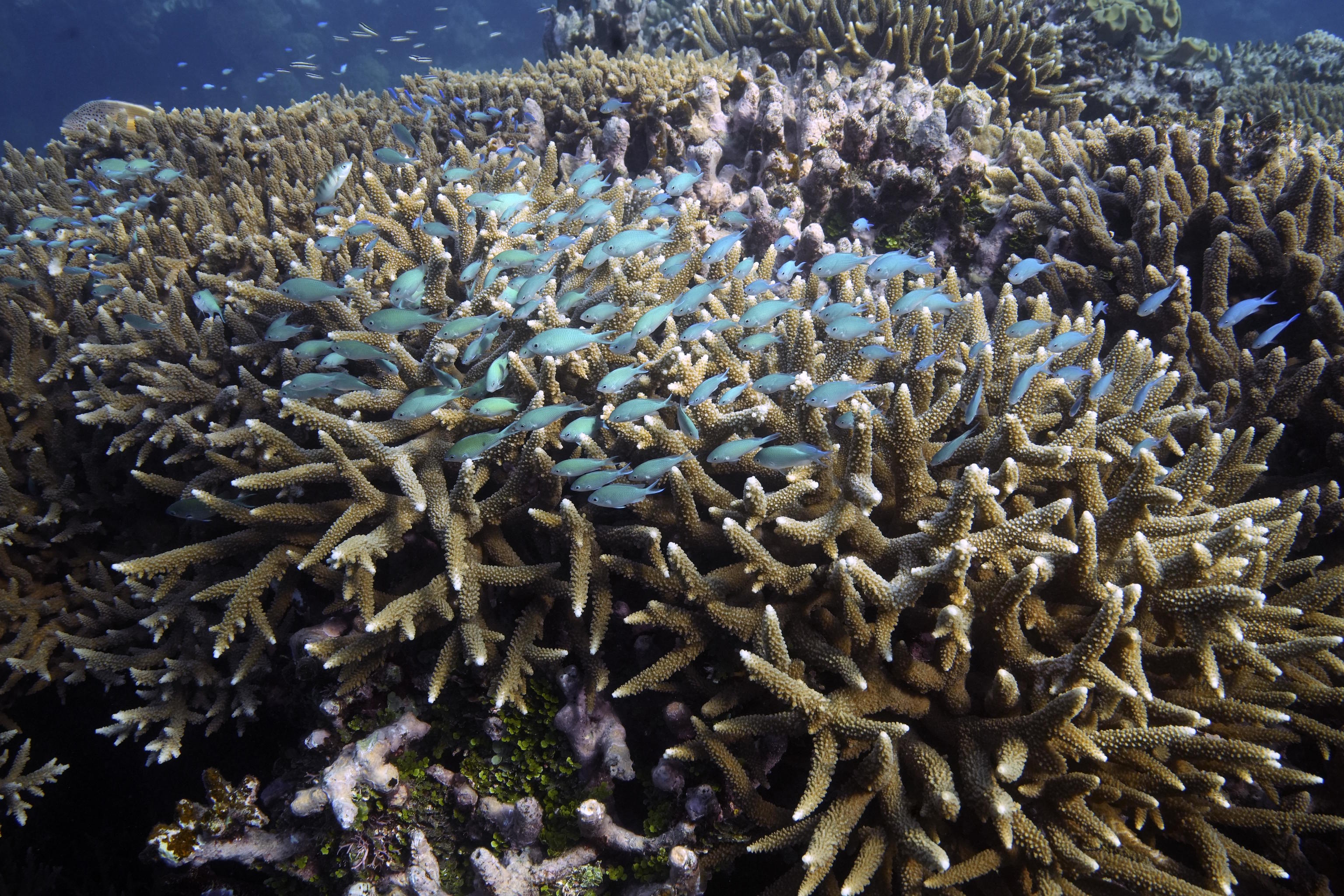 Corals on Moore Reef off the coast of Queensland in eastern Australia.