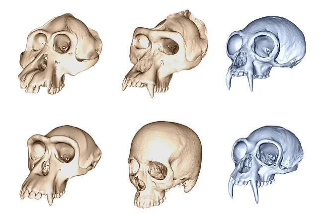Evolution of the human brain.