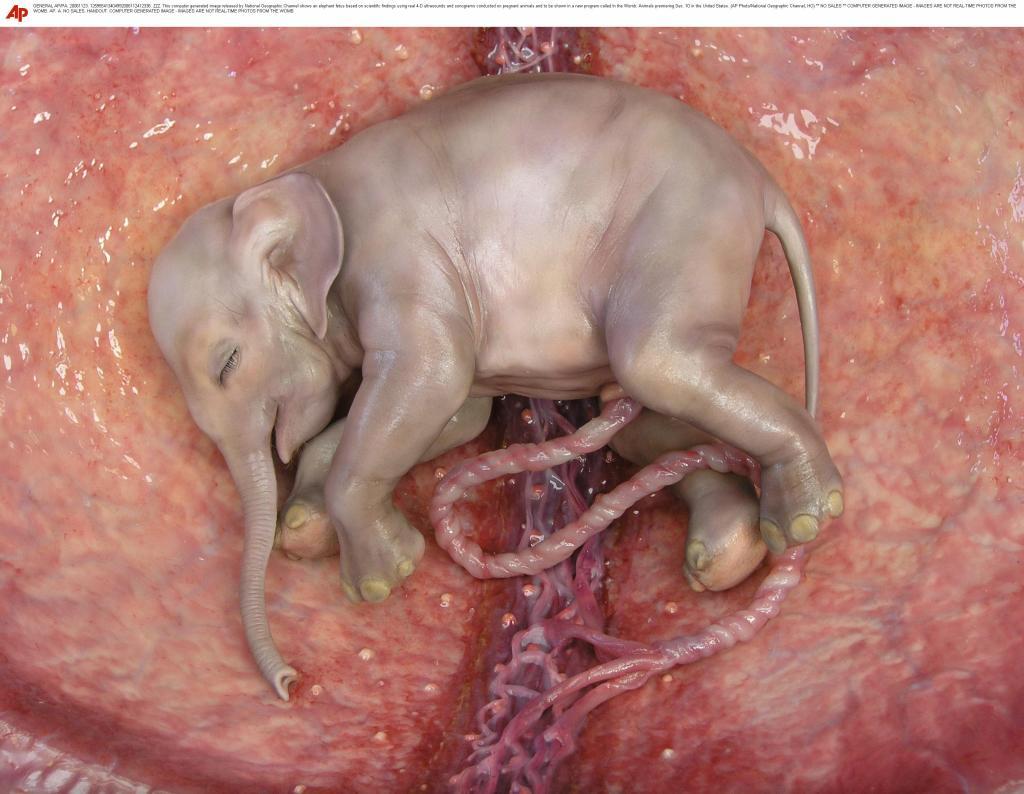 A computer generated image released by National Geographic Channel shows an elephant fetus based on scientific findings using real 4-D ultrasounds and sonograms