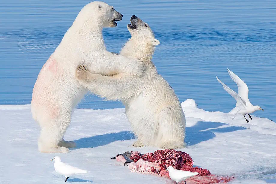 Two-year-old polar bears with the carcass of a bearded seal and ivory gulls.