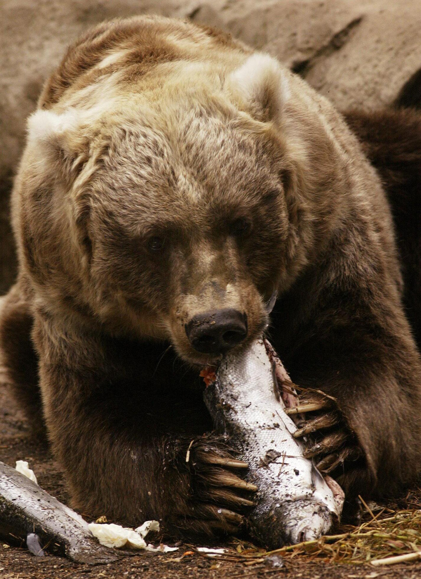 The main cause of the increase in attacks is hunger.