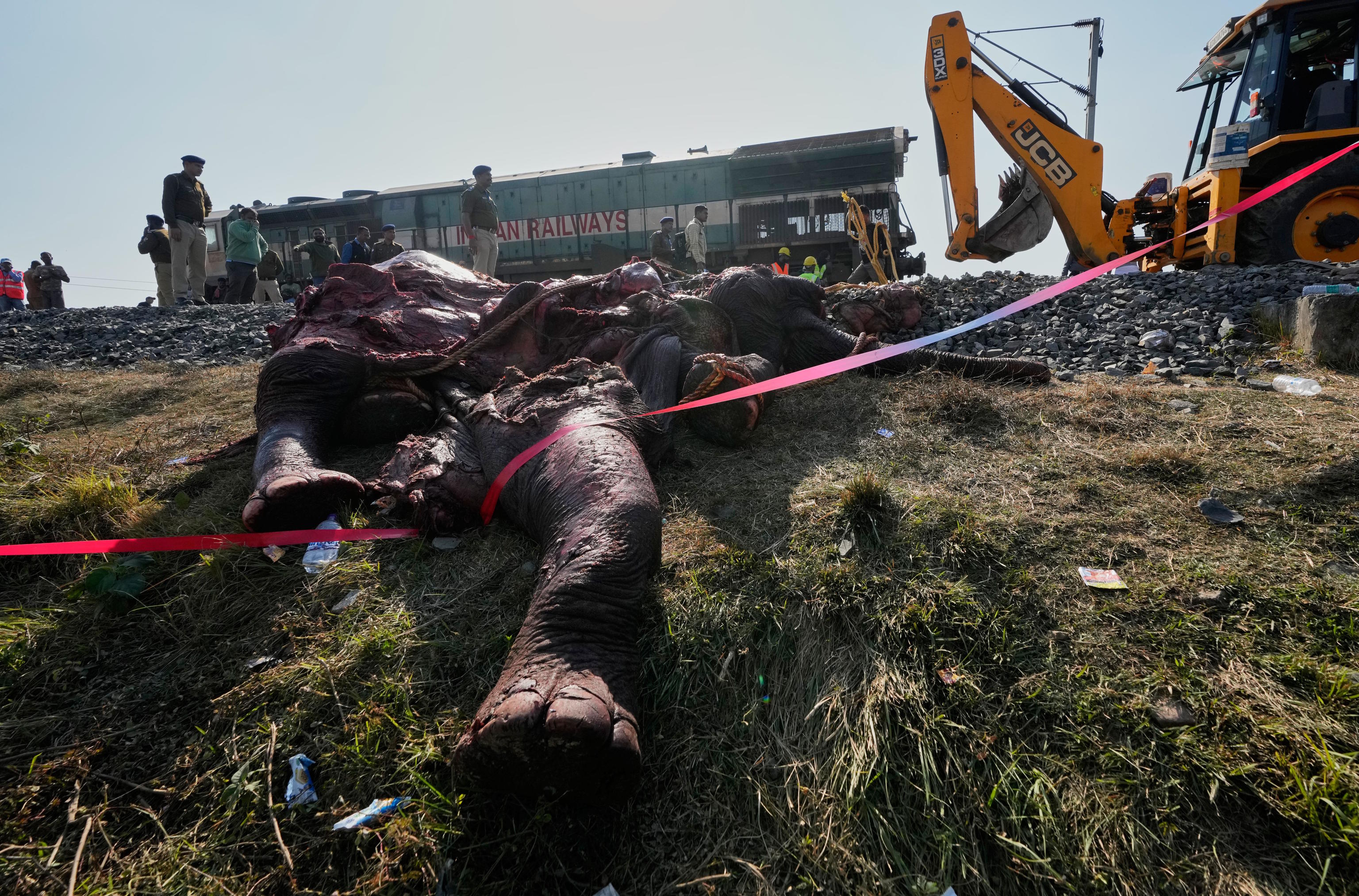 A carcass of an Asiatic wild elephant being removed from a railway track.
