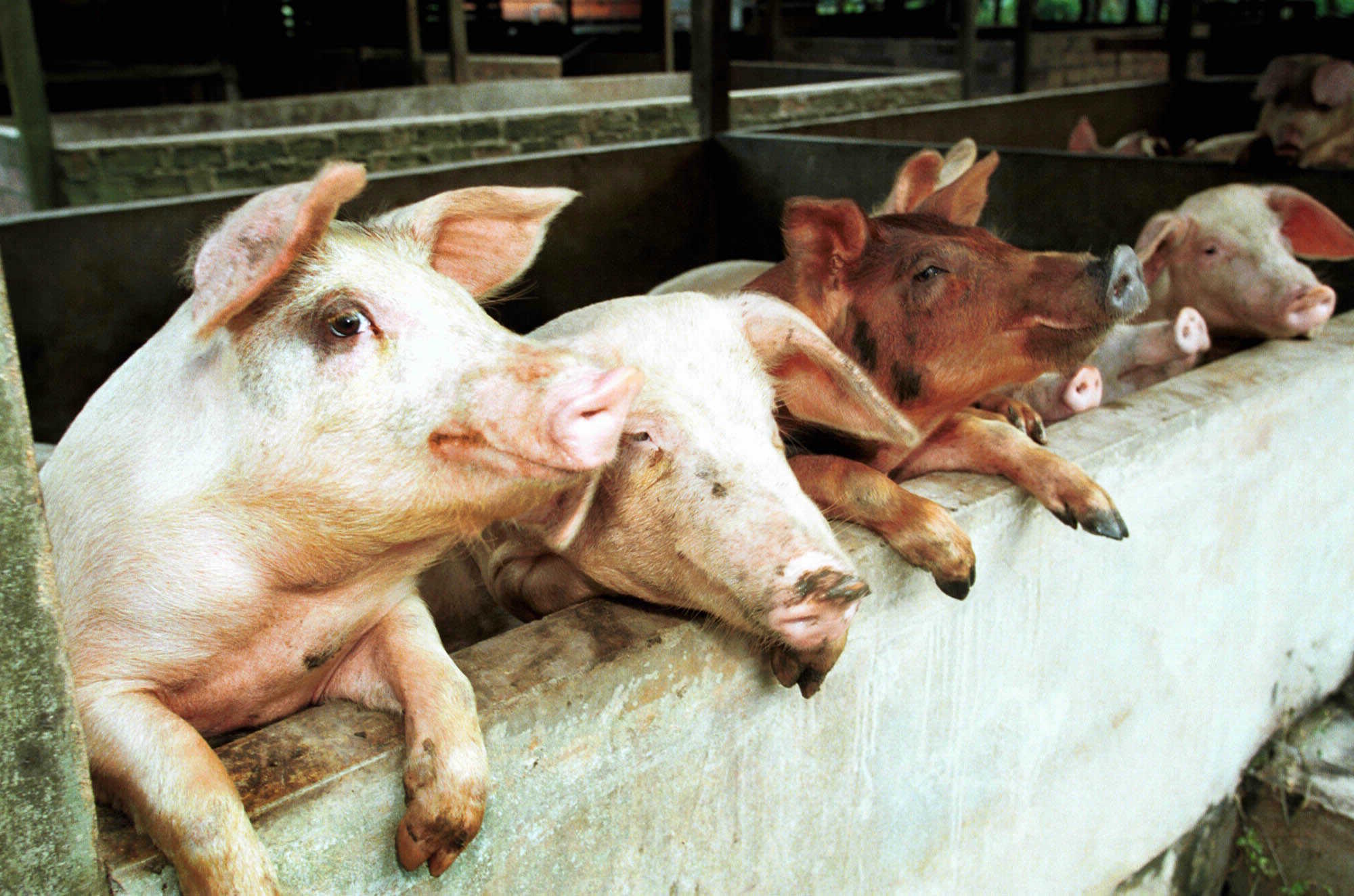 Pigs on a farm in Kuala Lumpur.