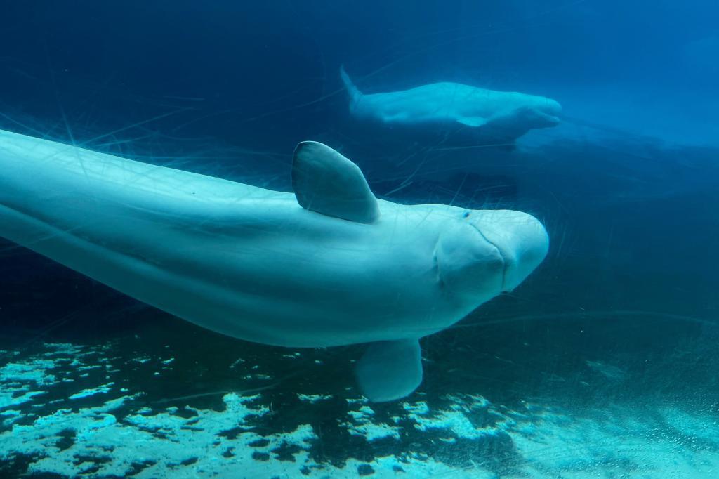 Beluga whales swim in a tank at Marineland amusement park in Niagara Falls