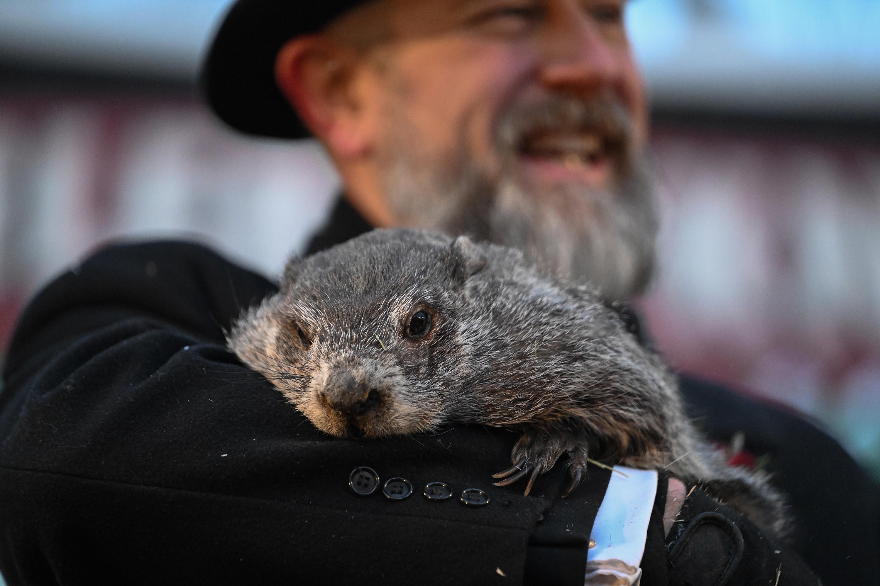 Groundhog Club caretaker A.J. Dereume holds Punxsutawney Phil.