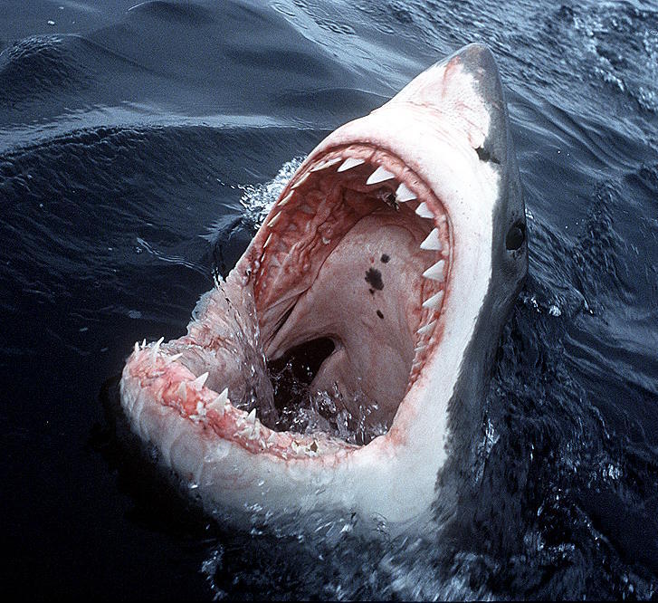 An example of a great white shark.