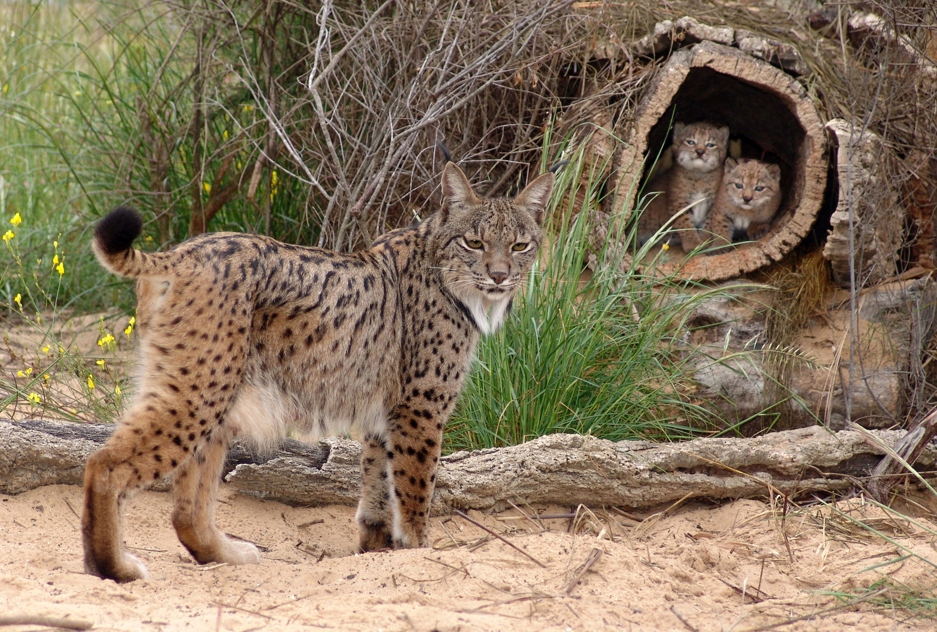 The female Iberian lynx.