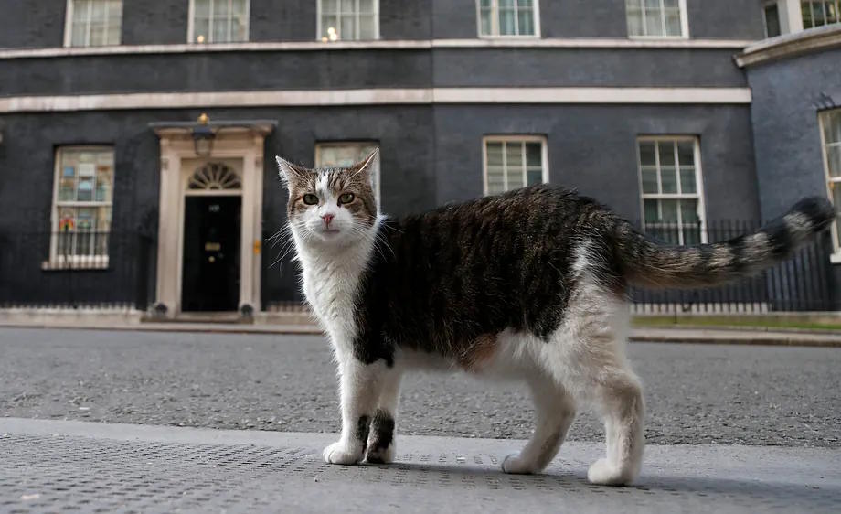Larry, the official cat of the British Prime Minister's residence.