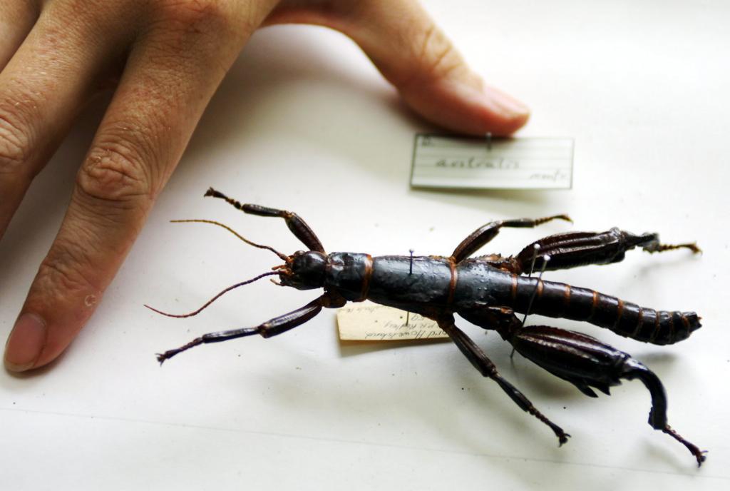 The last gastronomic taboo: How insects are sneaking into our diet ...
