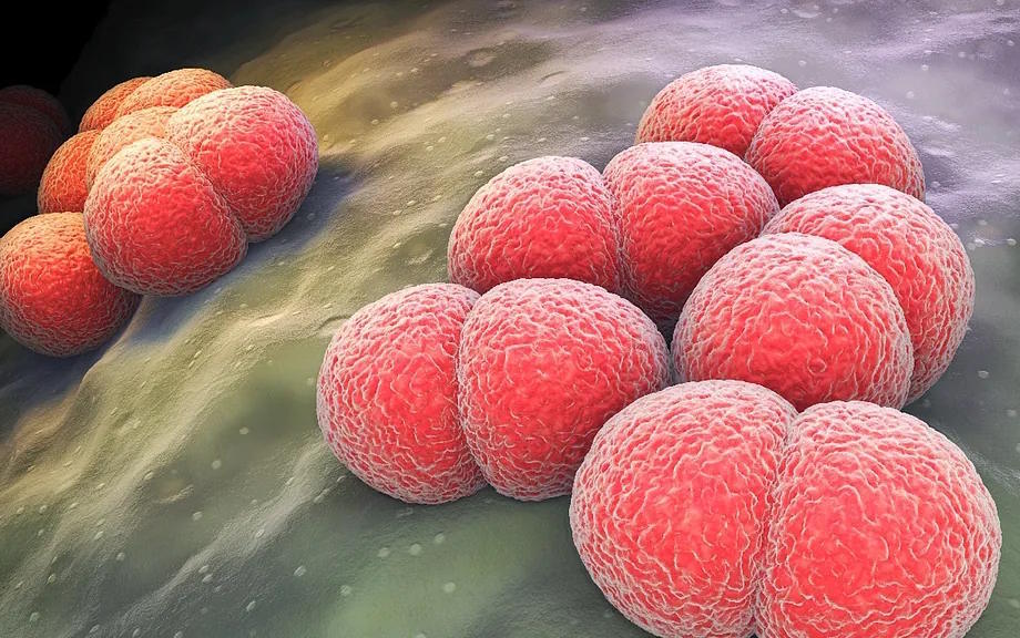 Samples of the 'Neisseria meningitidis' bacteria, one of the pathogens that can cause severe cases of meningitis.