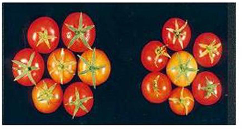 The Persian Gulf is one of the largest producers and exporters of fertilizers.