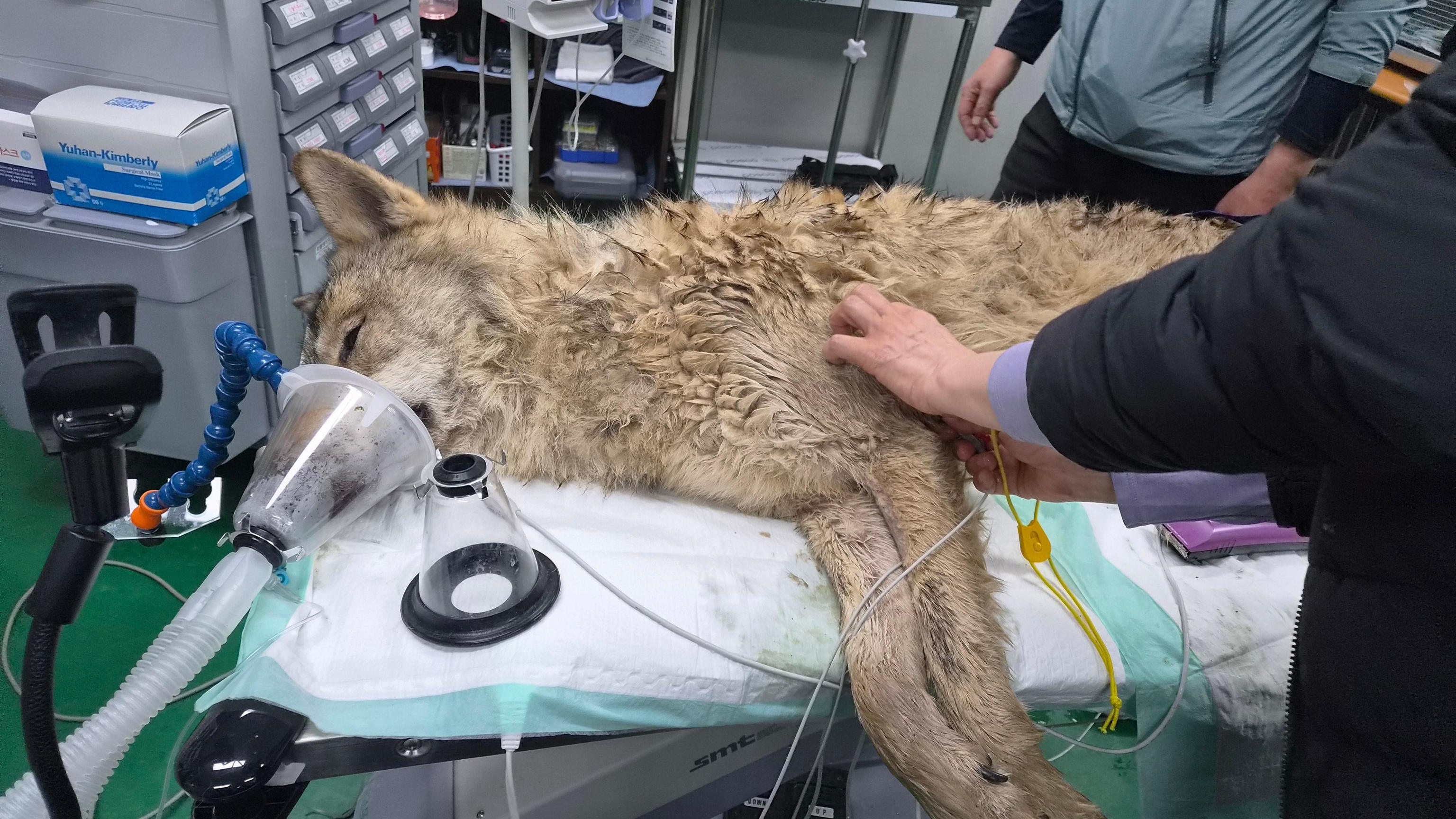 A veterinarian examines the condition of the wolf named Neukgu.