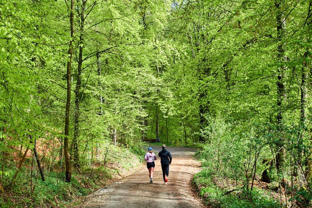 People run through a forest in the Taunus region.