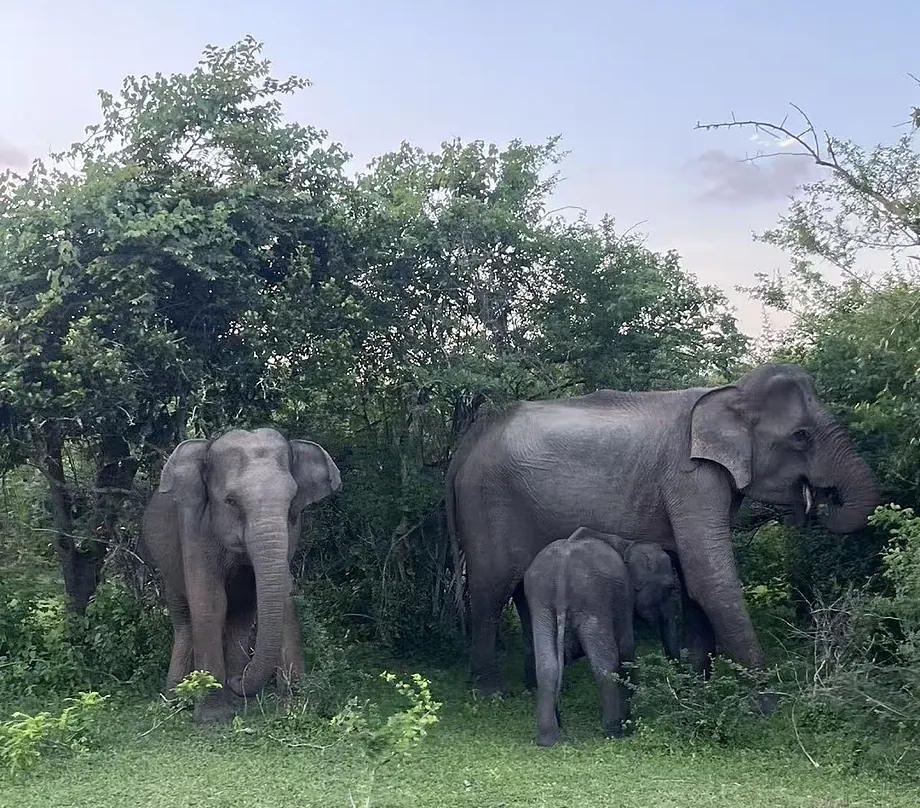 Elephants in Yala National Park.