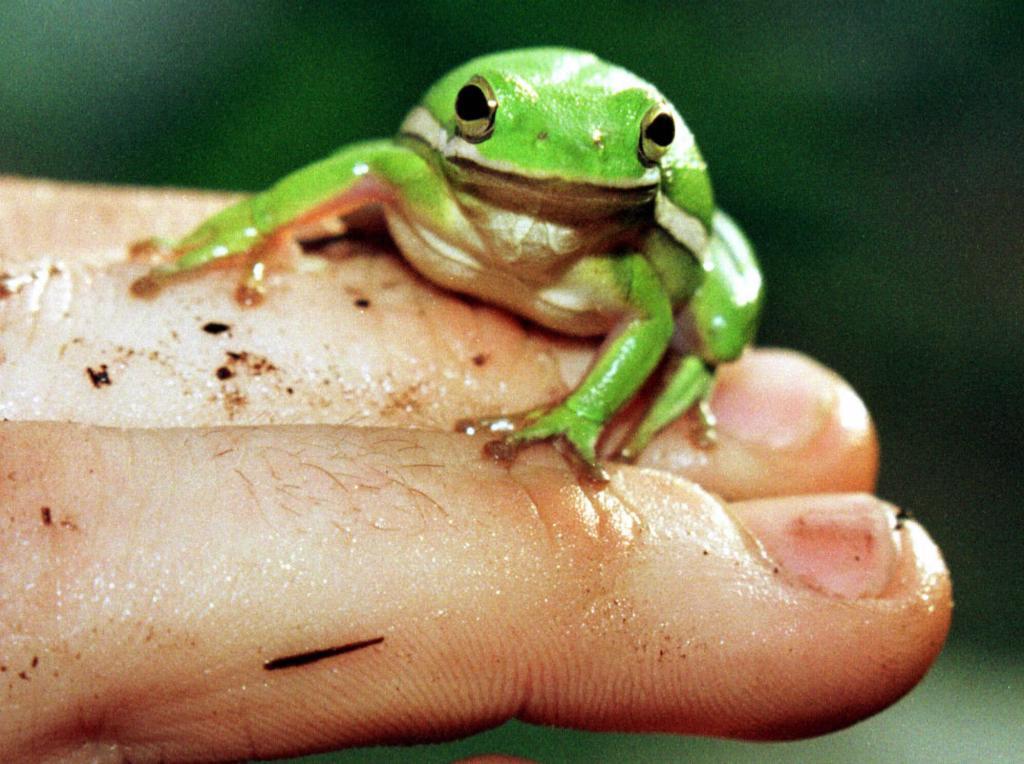 A green frog.