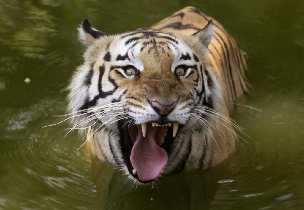 A Bengal tiger cools off at a zoo in Hyderabad, India