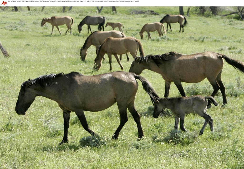 The horses of the Gila herd graze at Karen Sussman's wild horse conservation sanctuary in Lantry