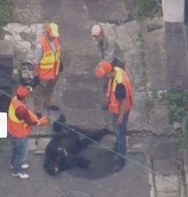 Japanese authorities managed to capture a bear.