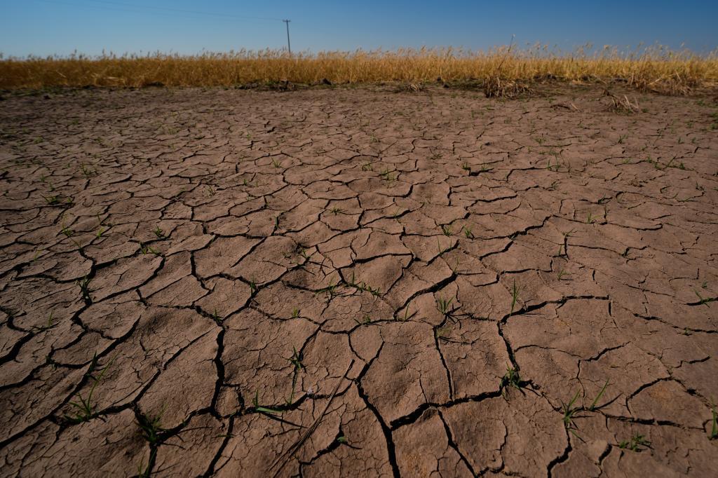 Drought-stressed wheat plants stand adjacent to parched ground in a field near Macksville